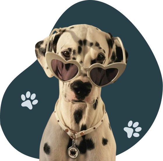 Dalmatian wearing sunglasses