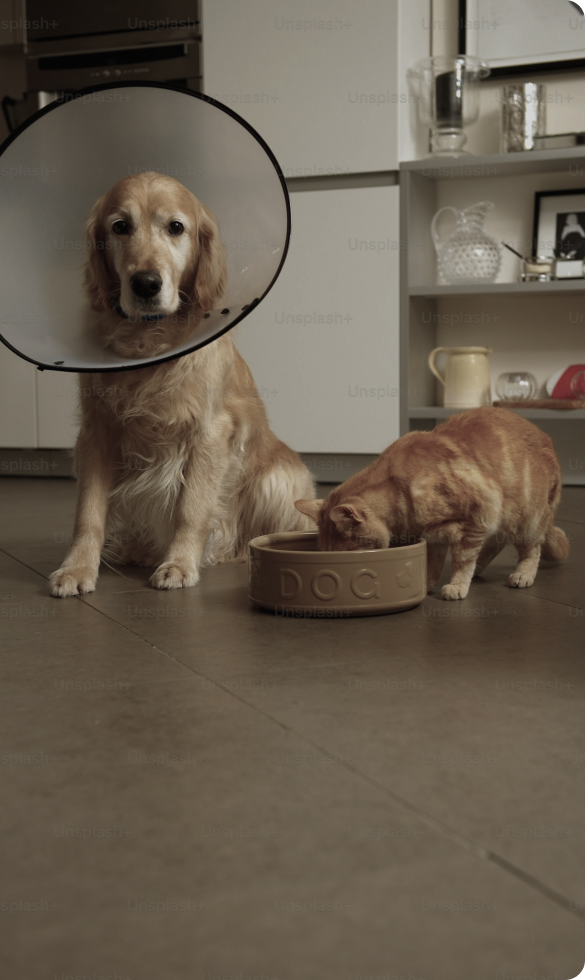 Dog with cone and cat eating